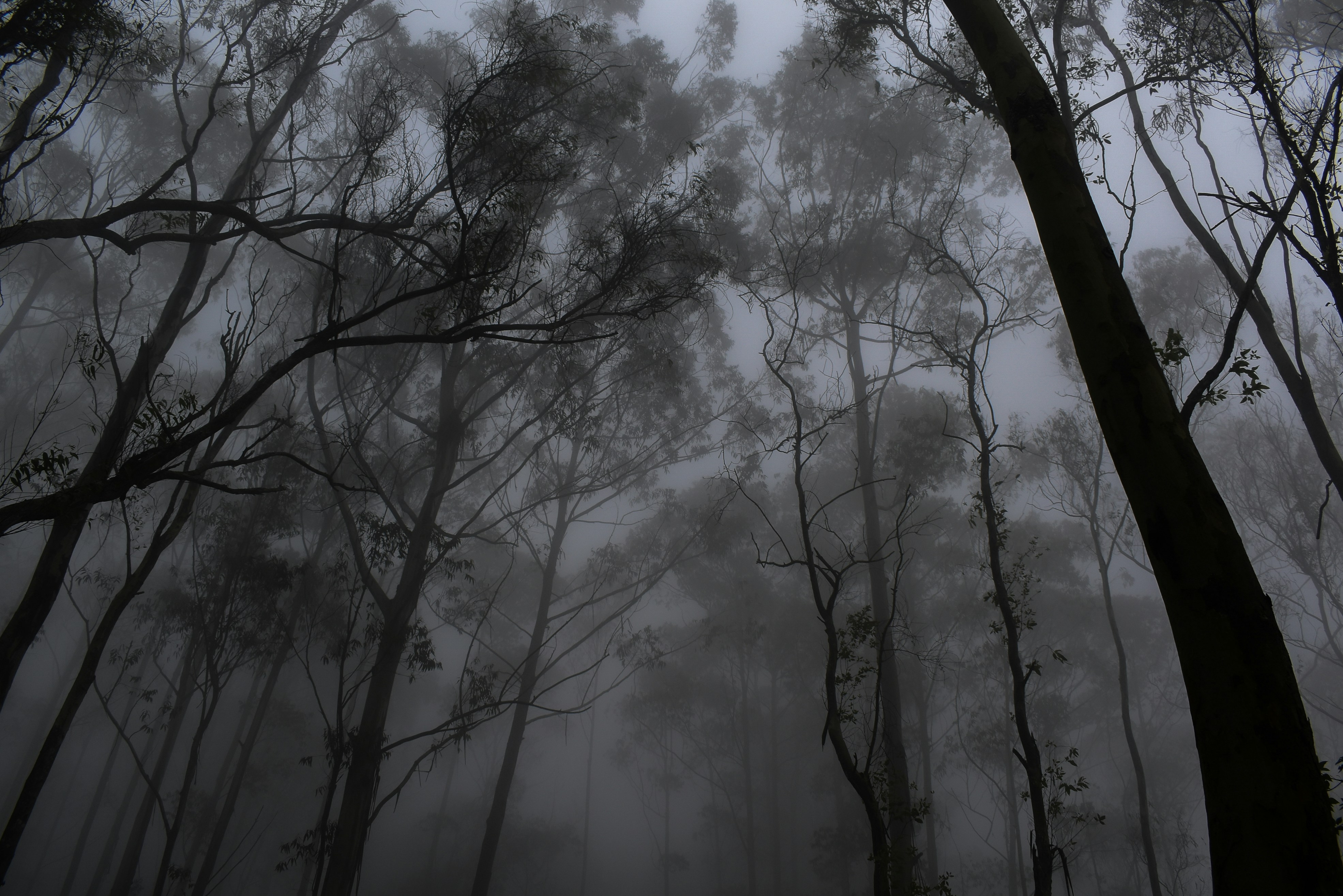One Day Tour – Yercaud