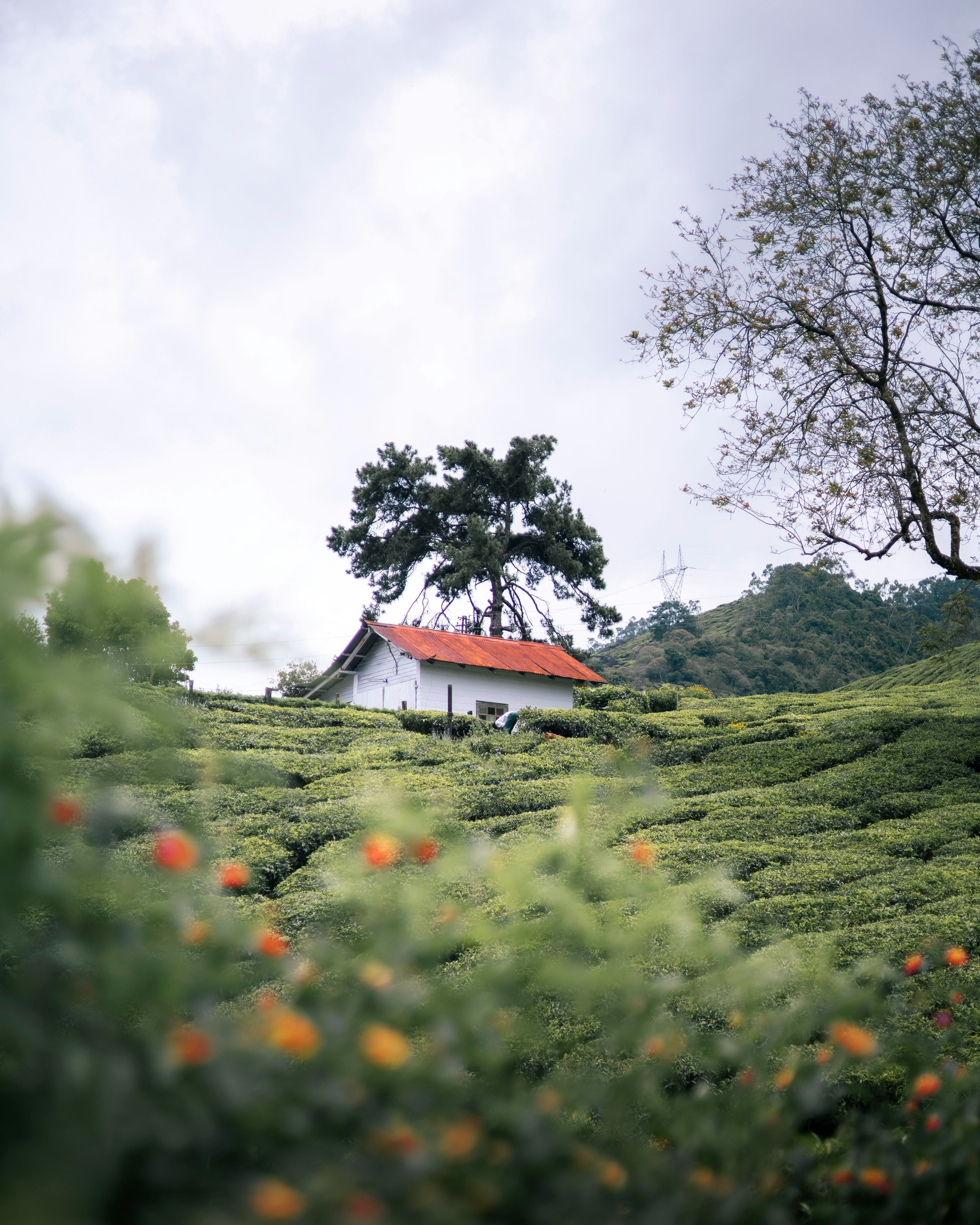One Day Tour – Valparai