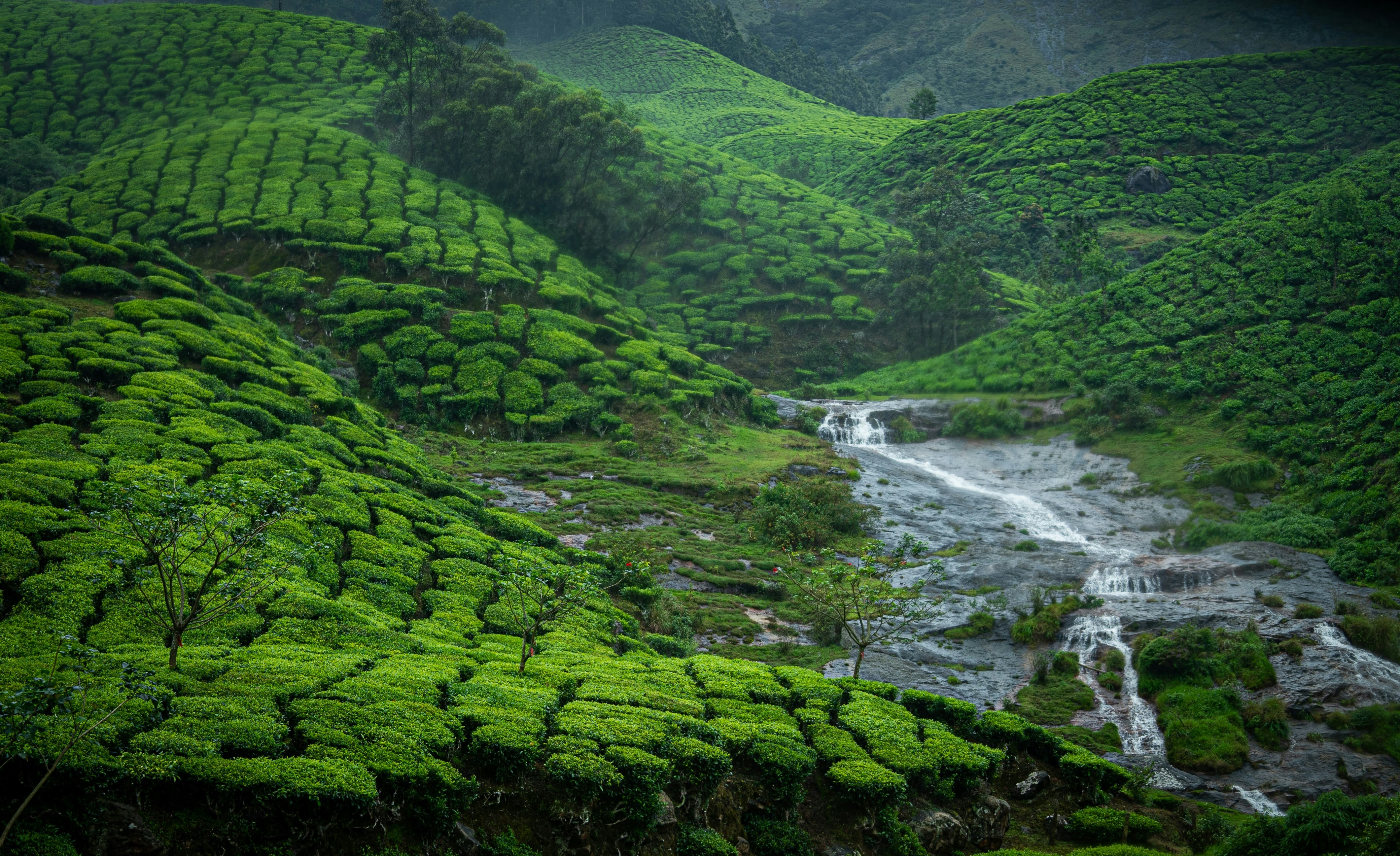 Three Days Tour – Munnar