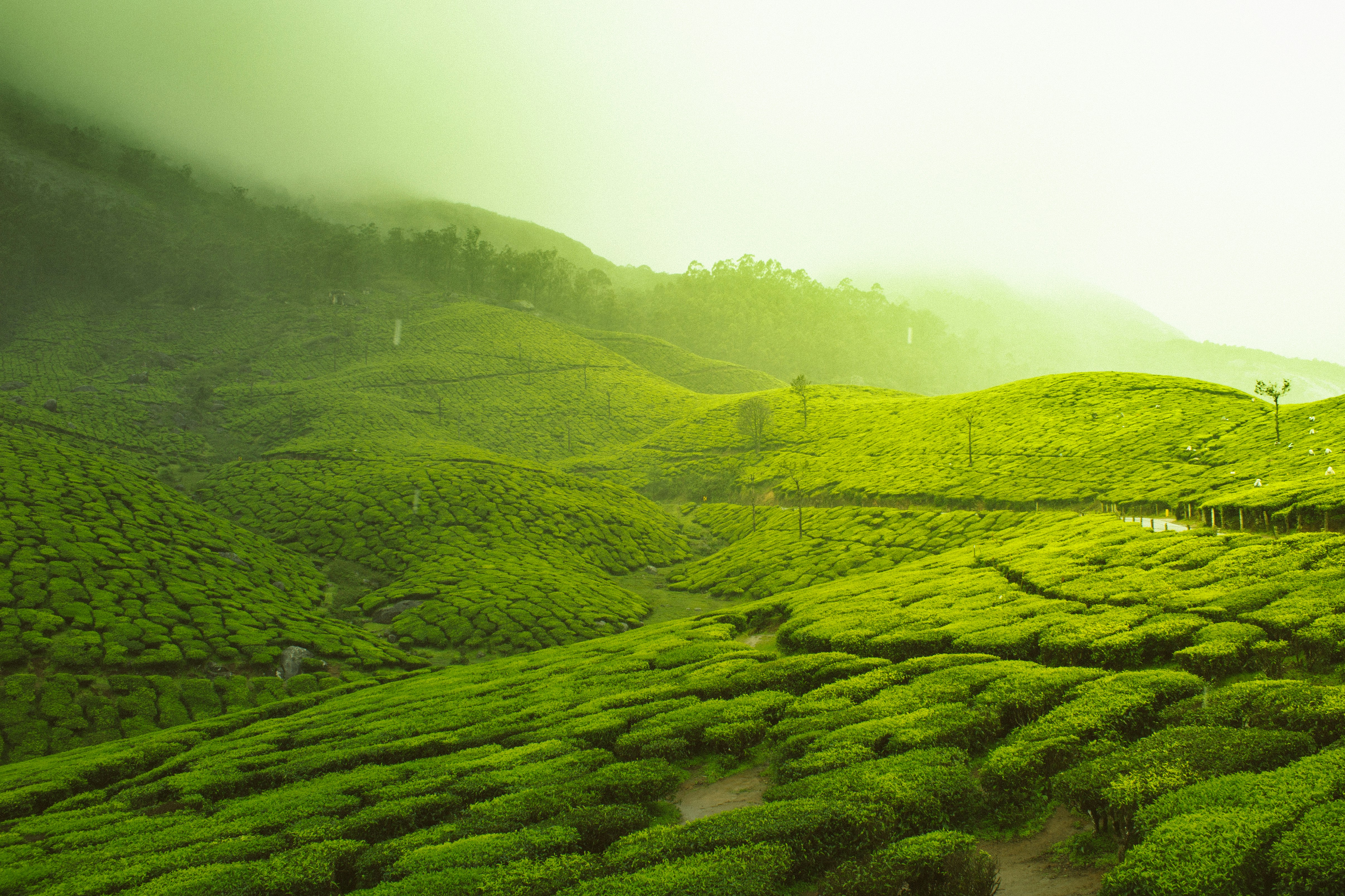 One Day Tour – Ooty Highlights